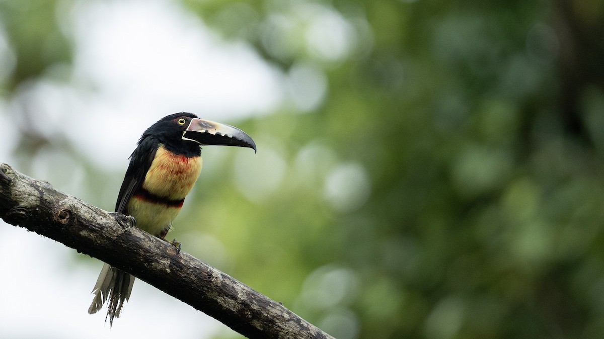 Collared Aracari - ML642820931
