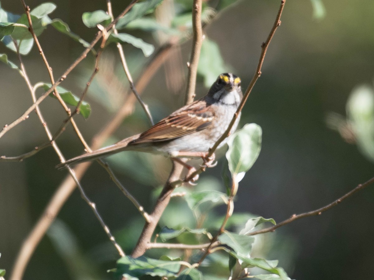 White-throated Sparrow - ML642820933