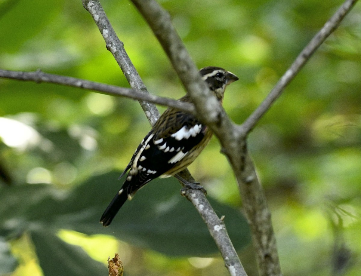 Rose-breasted Grosbeak - ML642820937