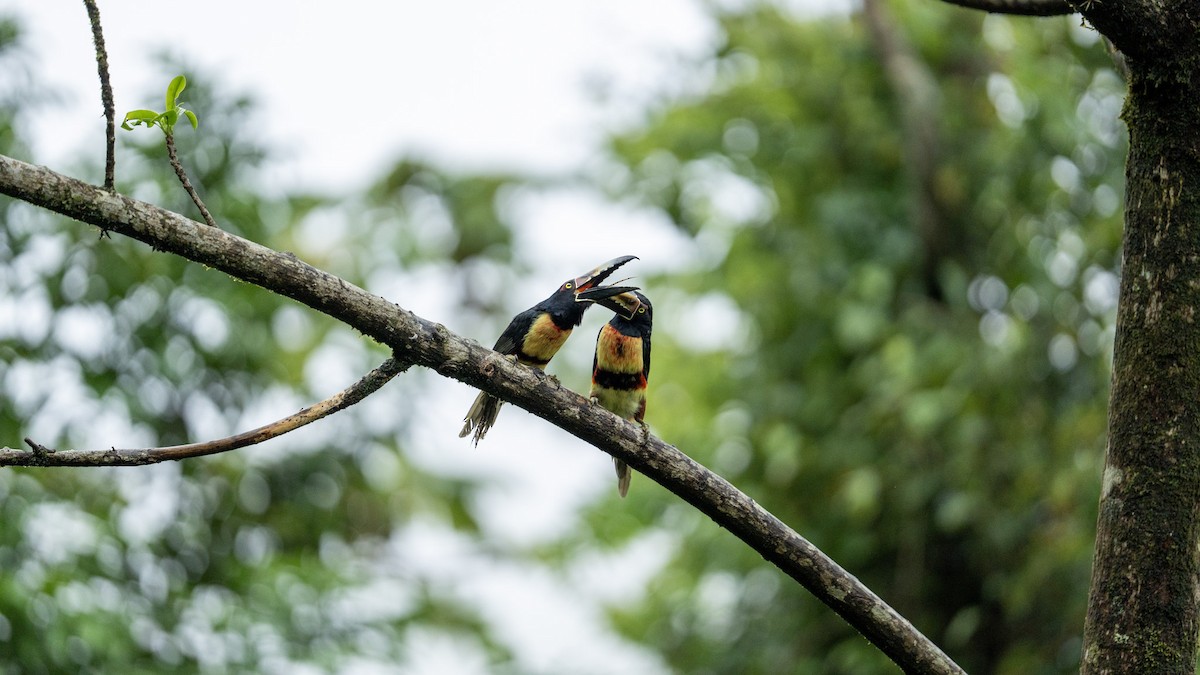 Collared Aracari - ML642820938