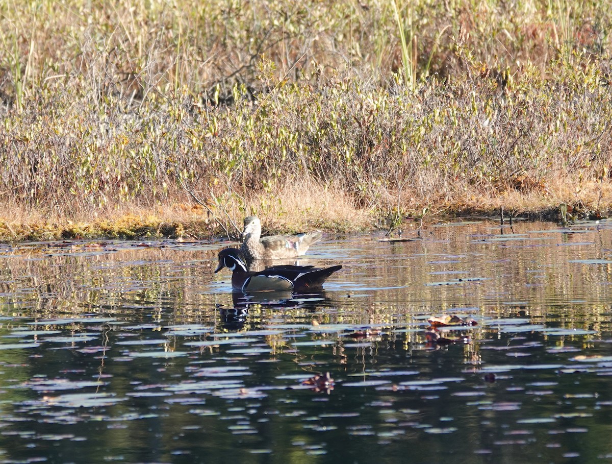 Wood Duck - ML642820942