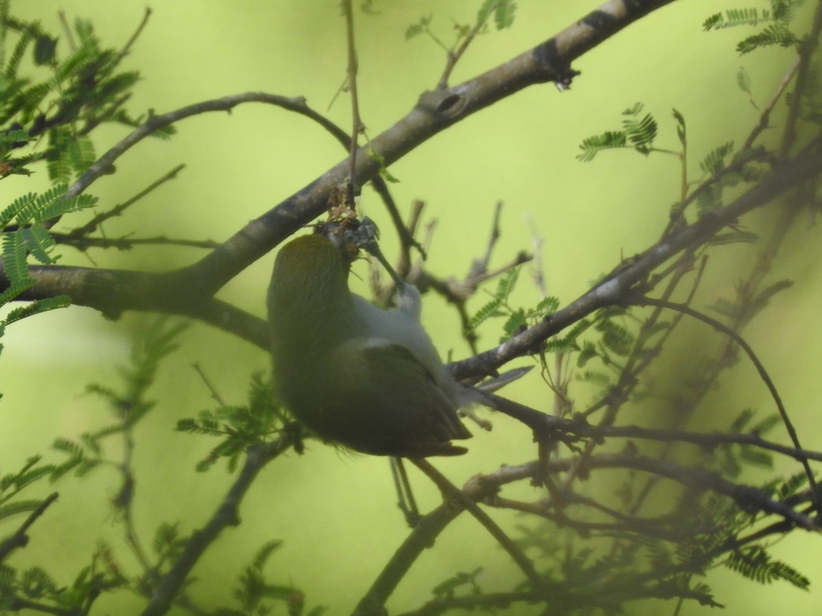Auripare verdin - ML642820943