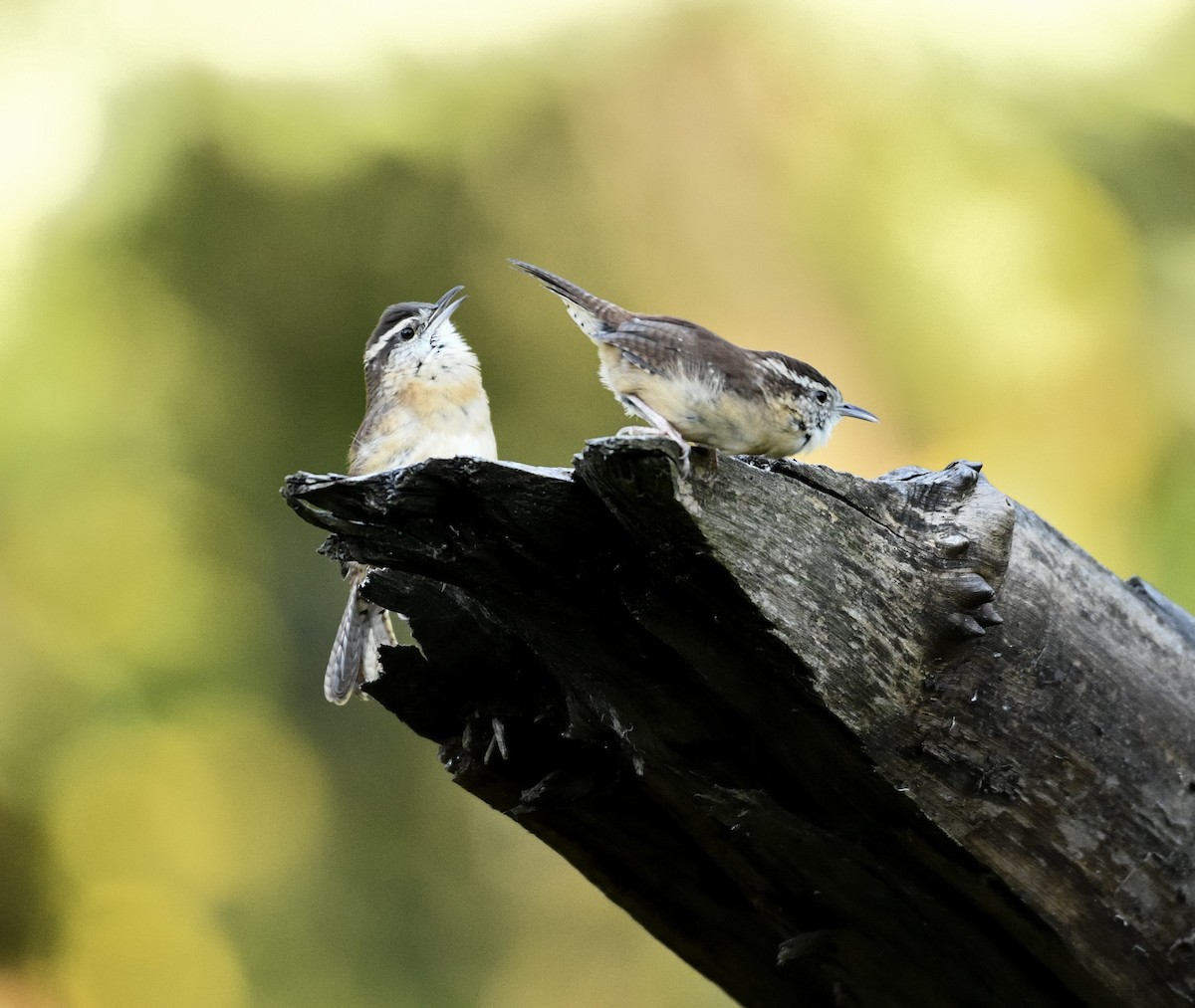 Carolina Wren - ML642820944