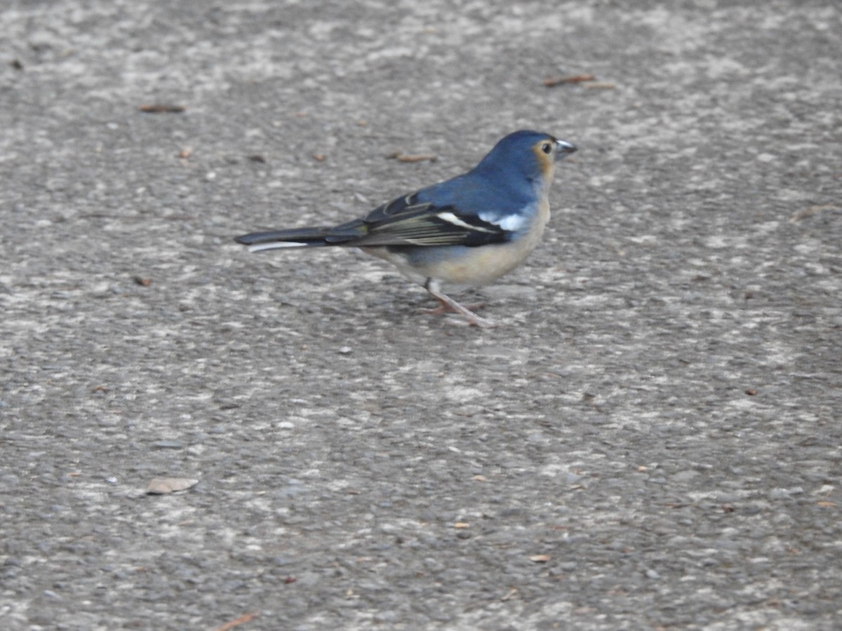 Canary Islands Chaffinch - ML642820954