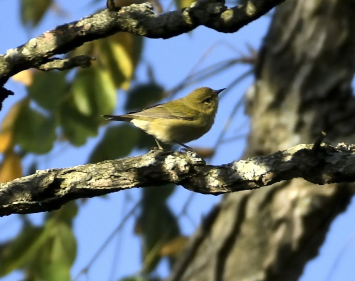 Tennessee Warbler - ML642820958
