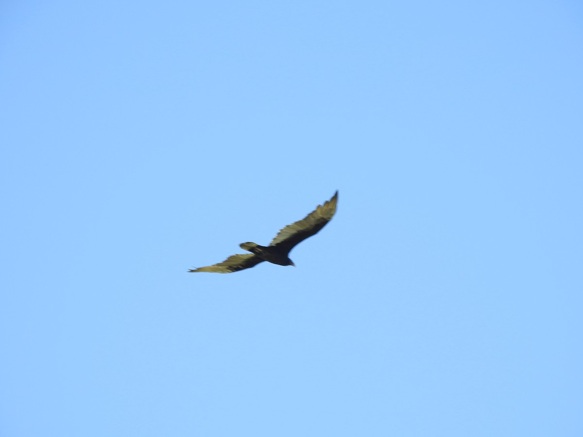 Turkey Vulture - ML642820962