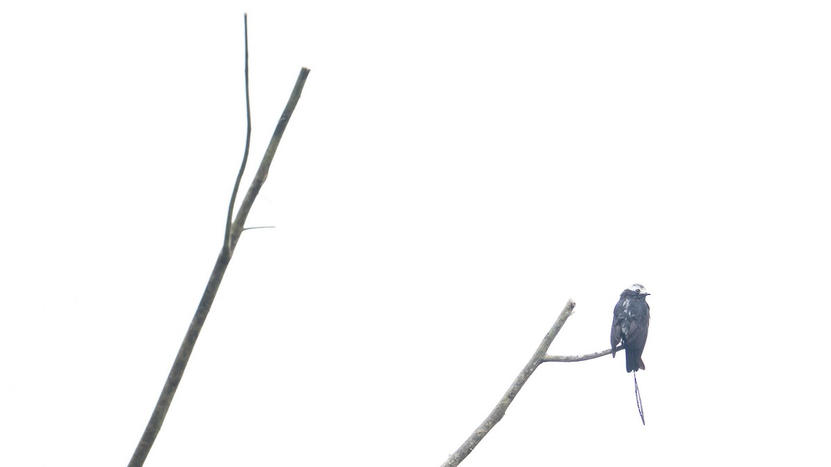 Long-tailed Tyrant - ML642820967