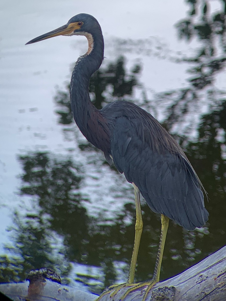 Tricolored Heron - ML642820970