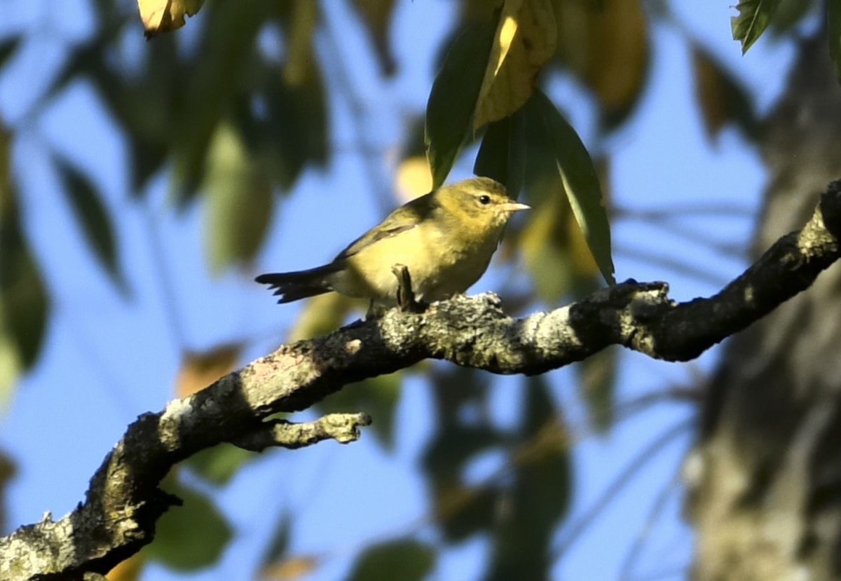 Tennessee Warbler - ML642820972