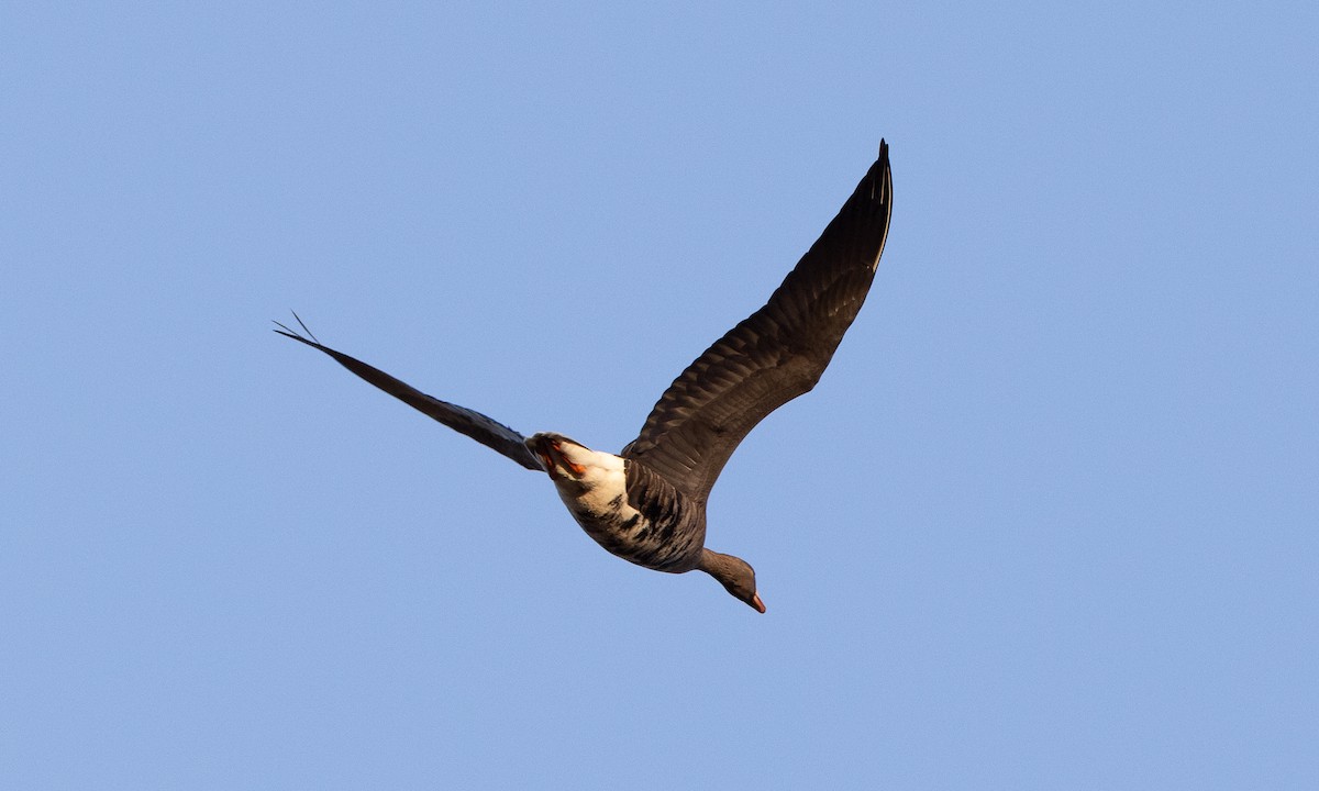 Greater White-fronted Goose (Western) - ML642820978