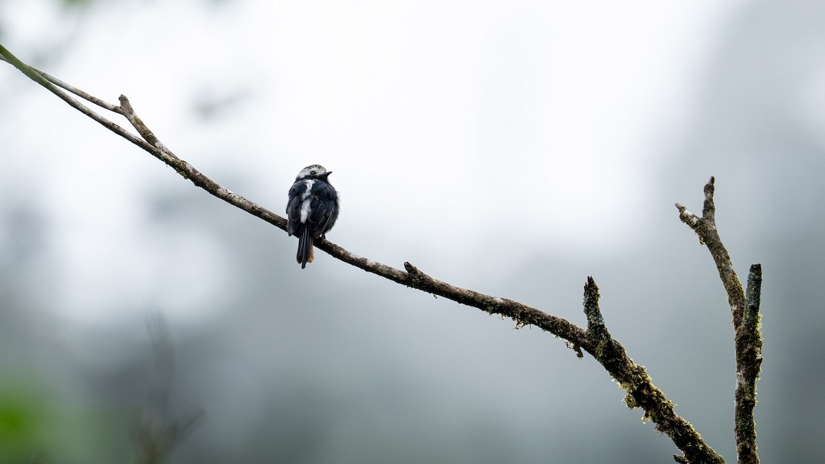 Long-tailed Tyrant - ML642820980
