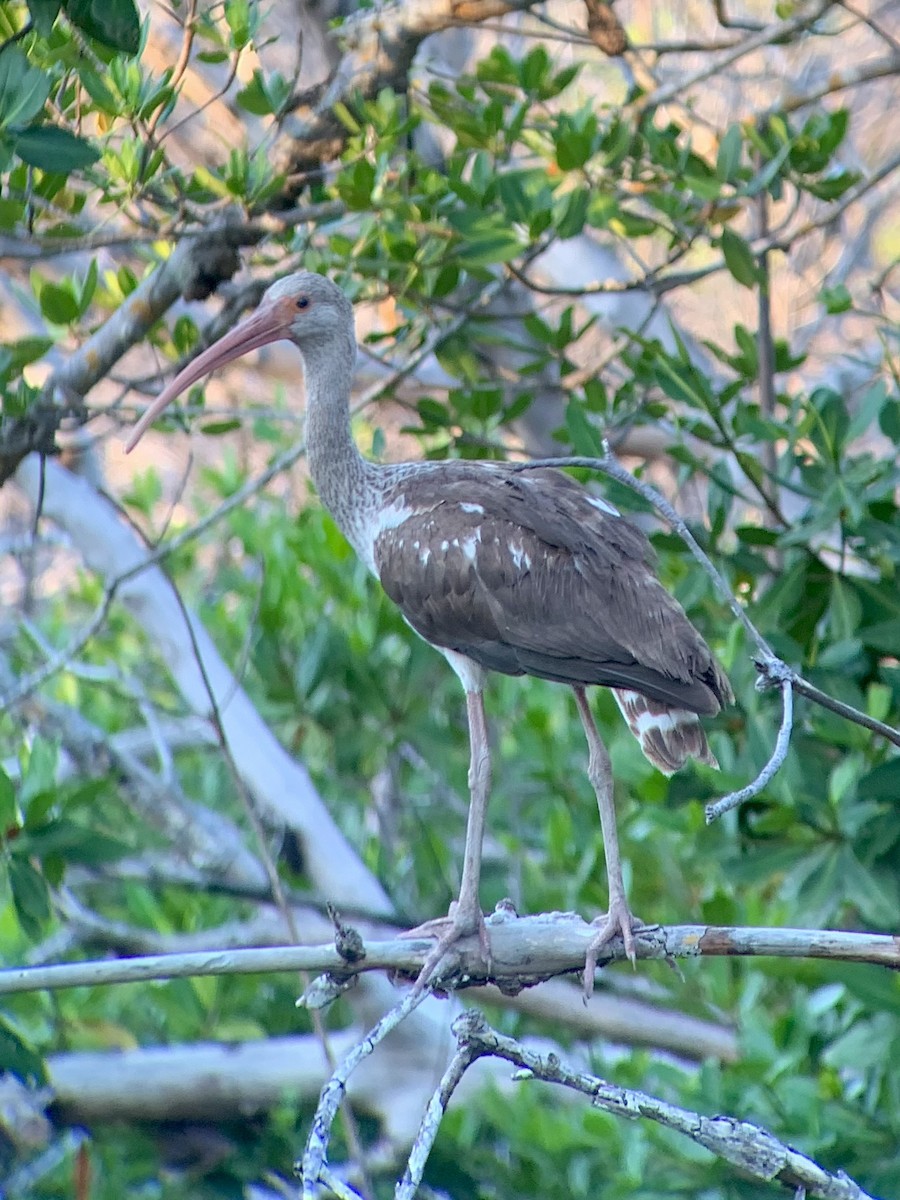 White Ibis - ML642820982