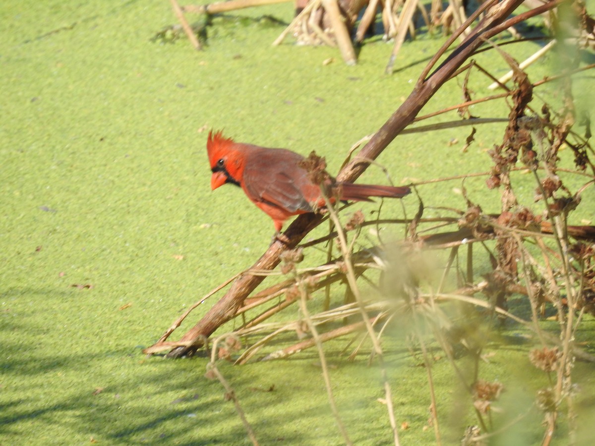 Cardinal rouge - ML642820986