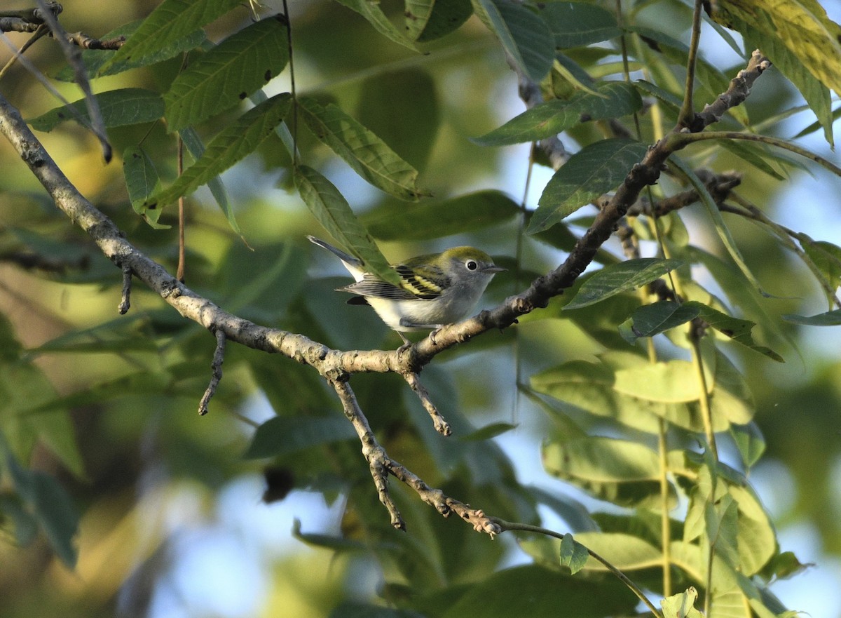 Chestnut-sided Warbler - ML642820991