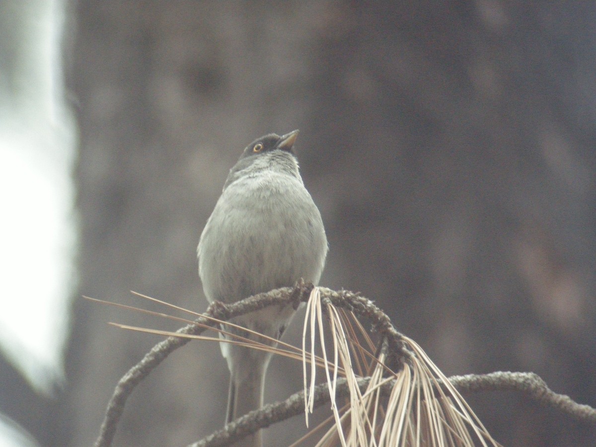 Yellow-eyed Junco - ML642820992