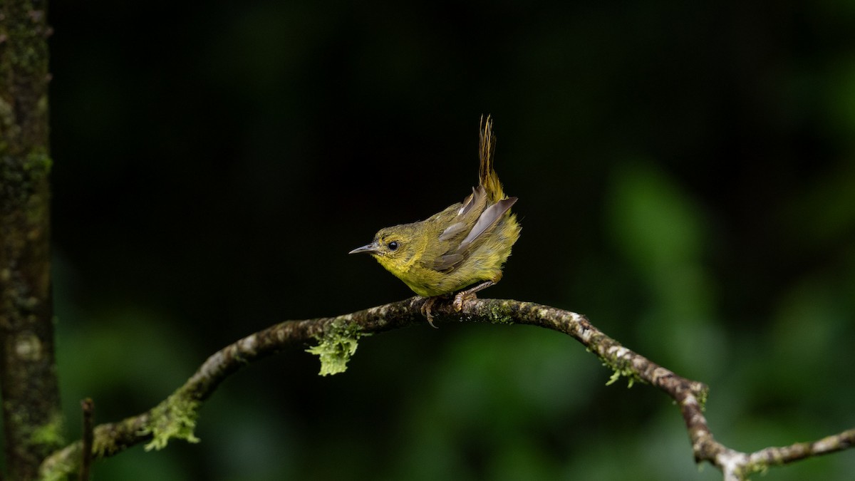 Olive-crowned Yellowthroat - ML642820997