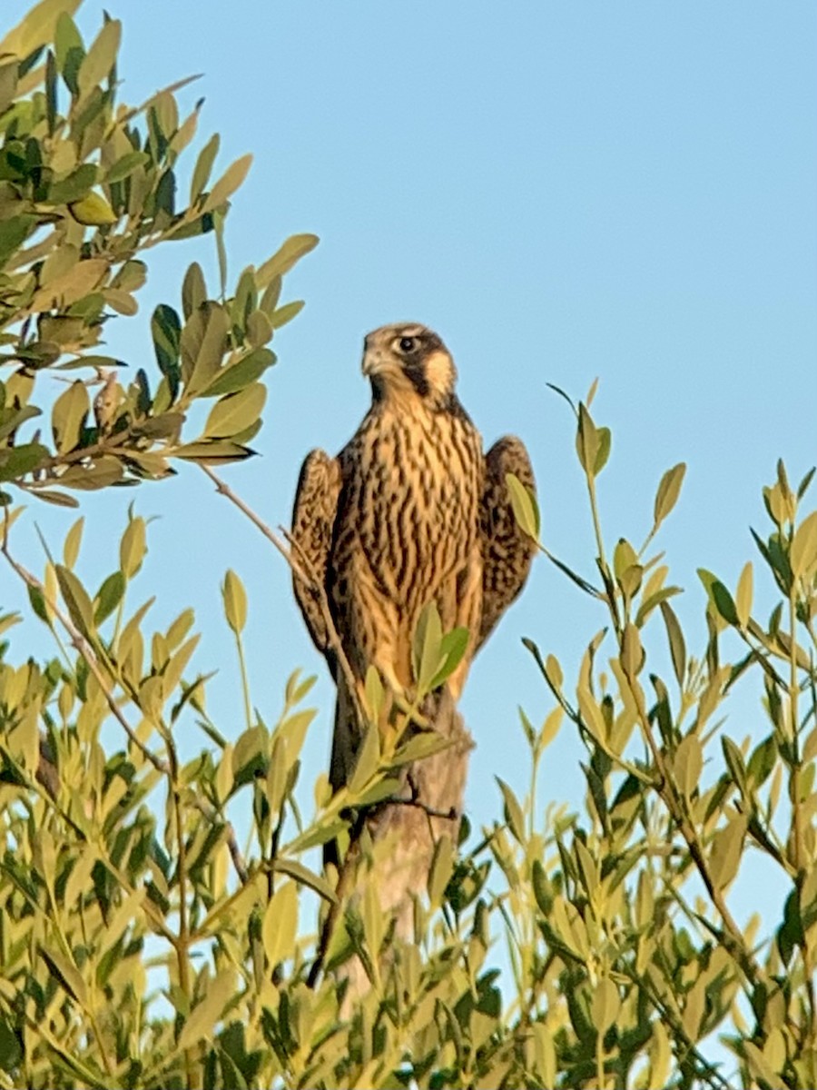 Peregrine Falcon - ML642820998