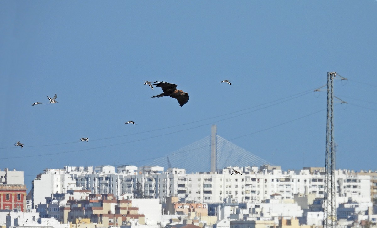 Falco di palude - ML642820999
