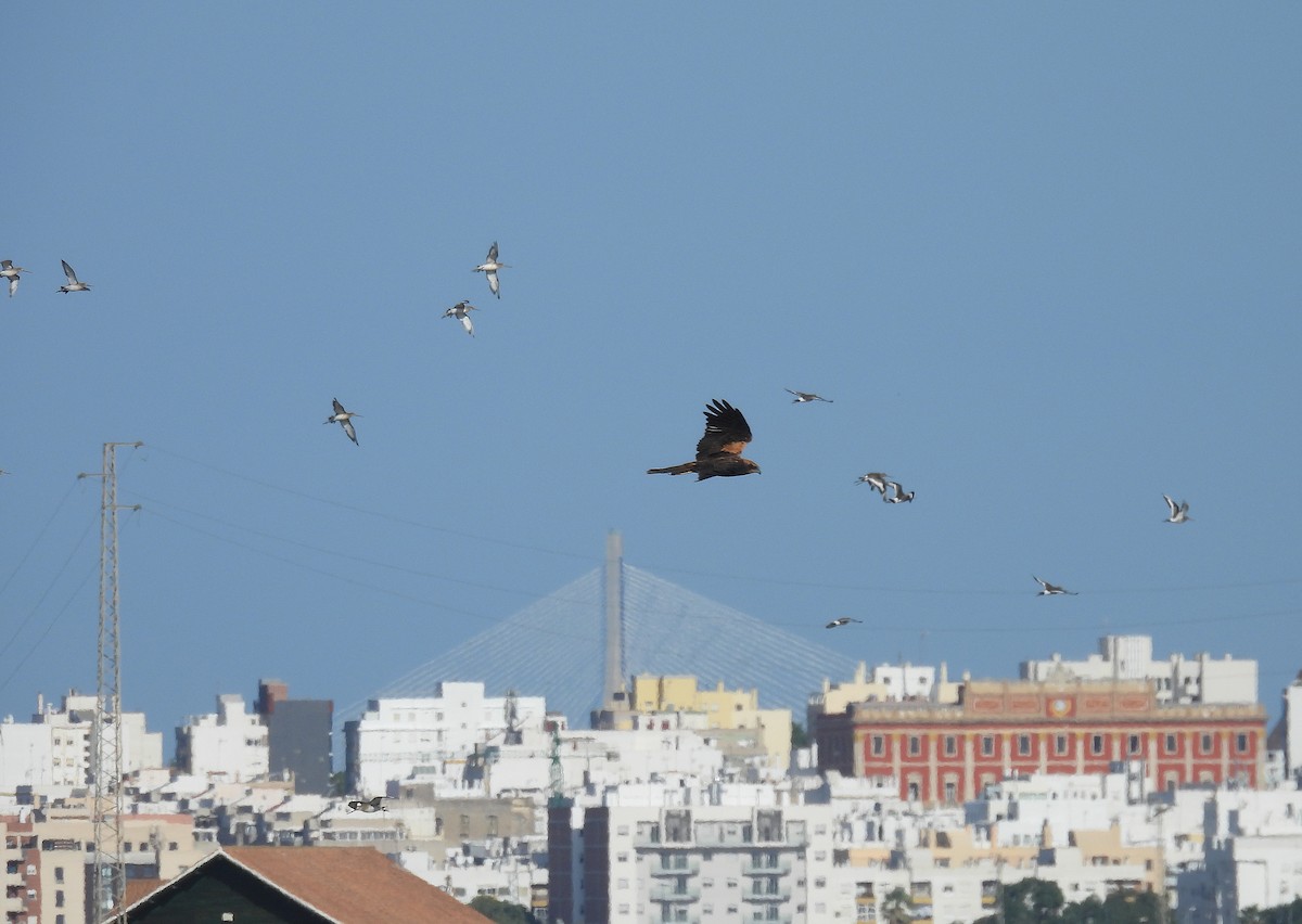 Falco di palude - ML642821000