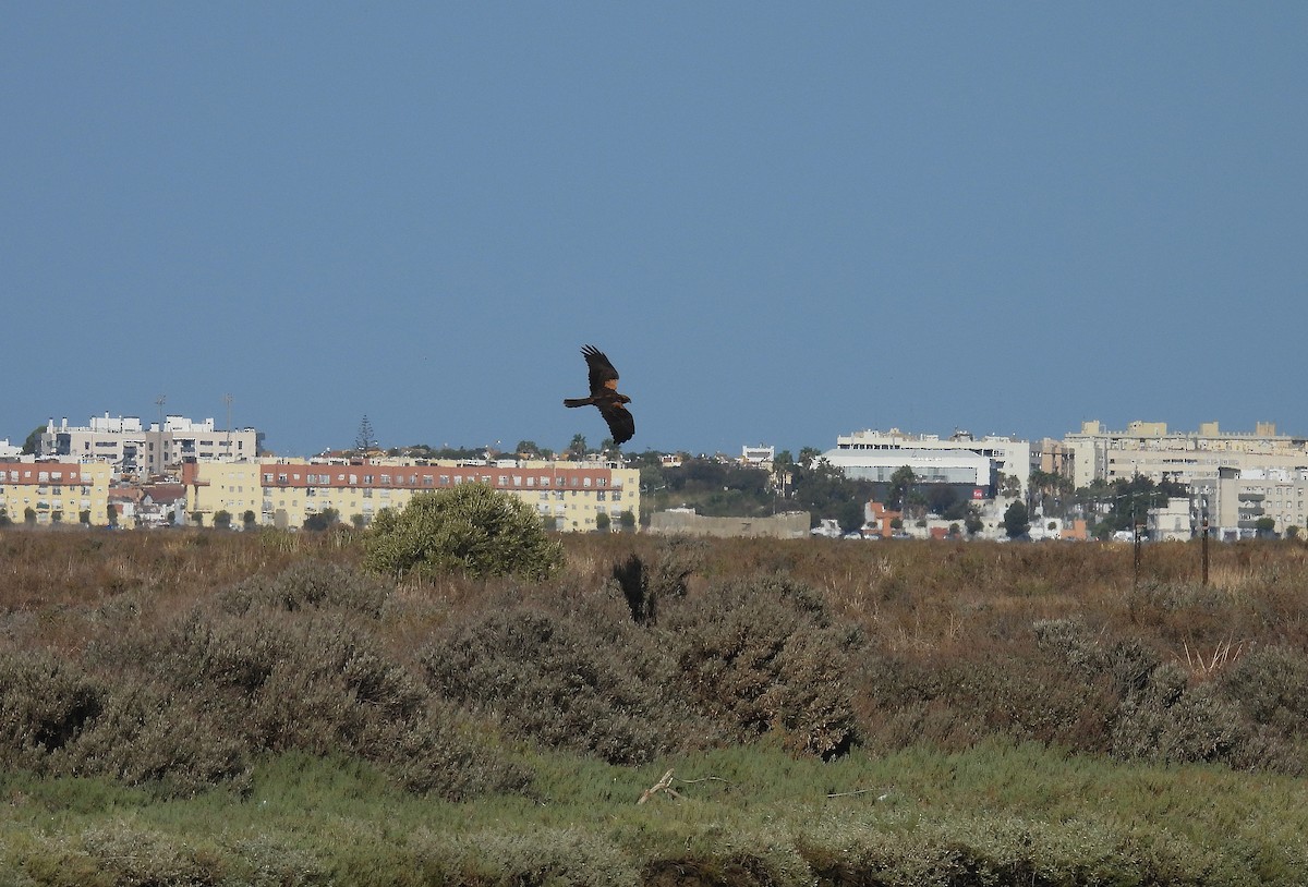Falco di palude - ML642821001