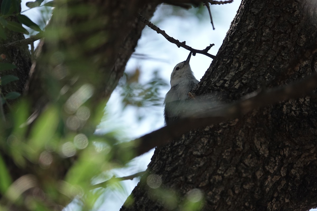White-breasted Nuthatch - ML642821010
