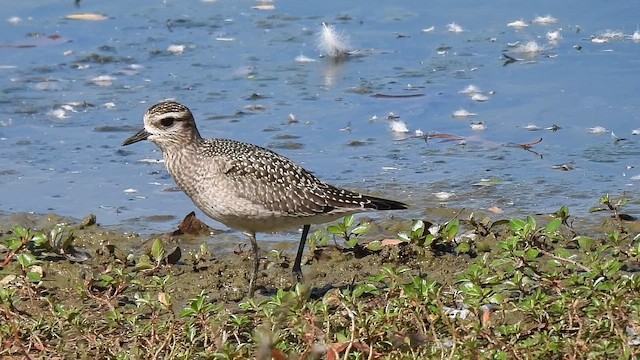 American Golden-Plover - ML642821011