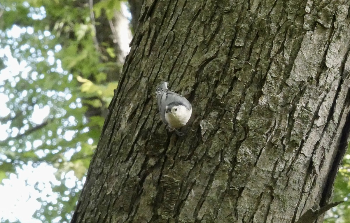 White-breasted Nuthatch - ML642821012