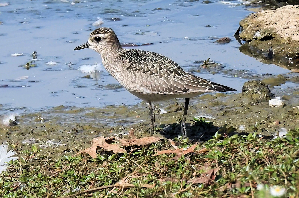 American Golden-Plover - ML642821027
