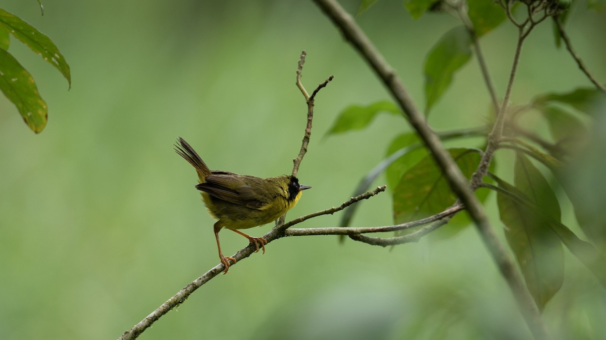 Olive-crowned Yellowthroat - ML642821028