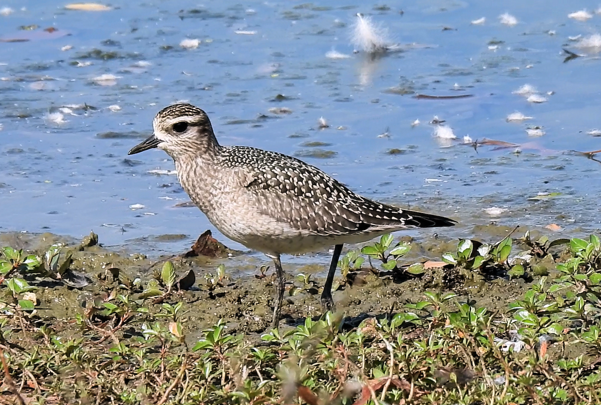 American Golden-Plover - ML642821032