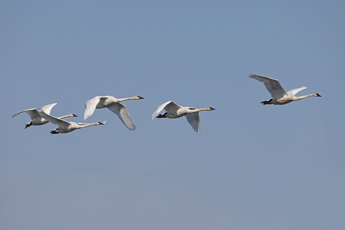 Trumpeter Swan - ML642821038