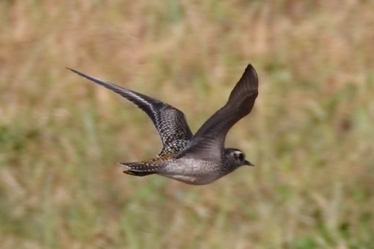American Golden-Plover - ML642821039