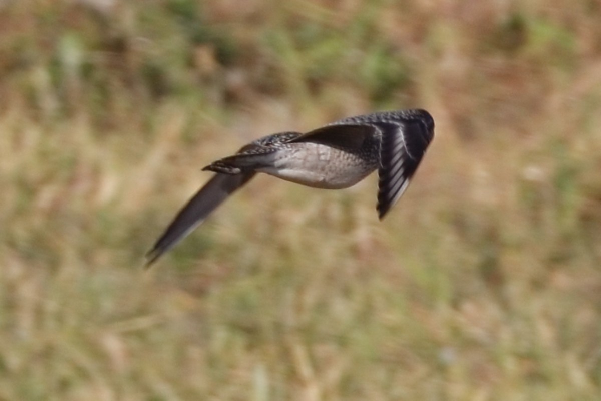 American Golden-Plover - ML642821040