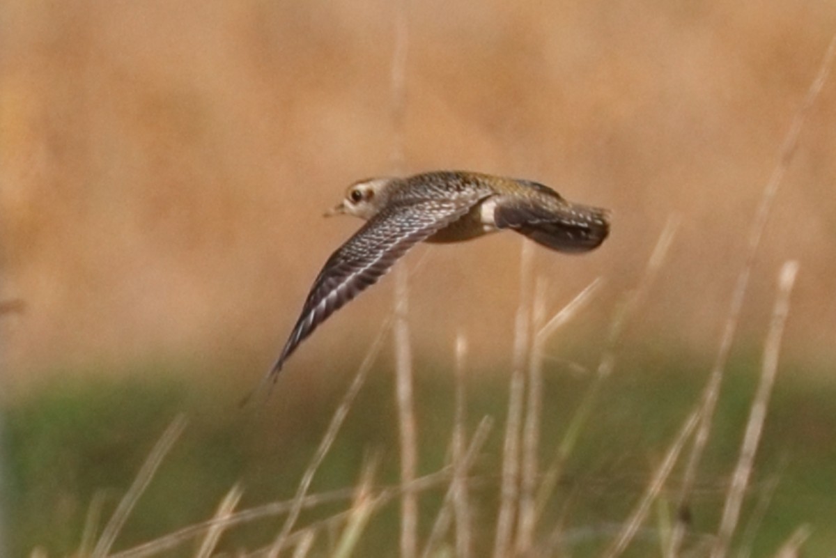 American Golden-Plover - ML642821041