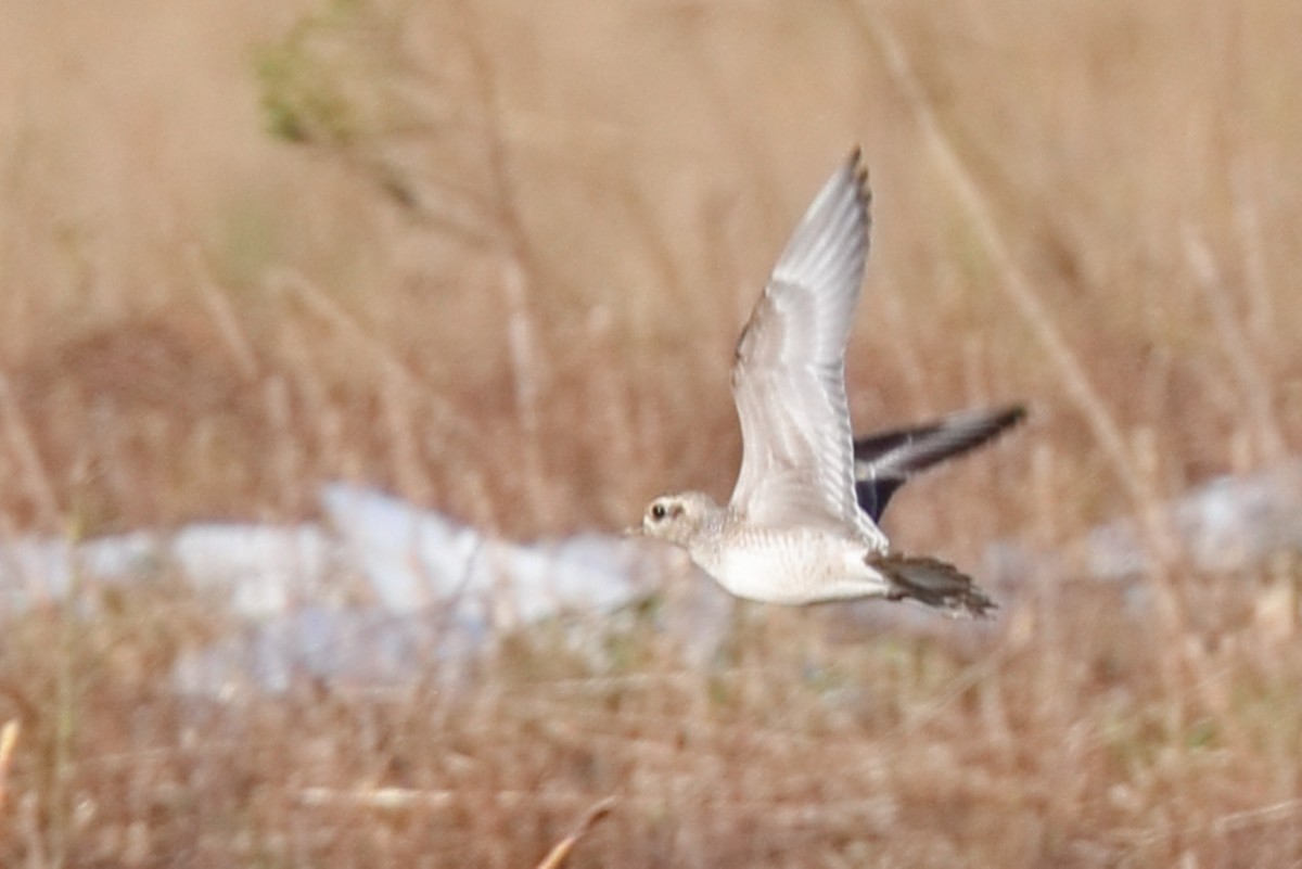 American Golden-Plover - ML642821043