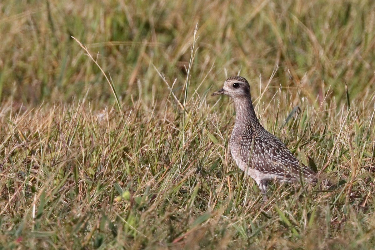 American Golden-Plover - ML642821046