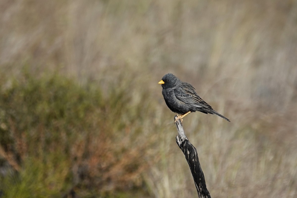 Carbonated Sierra Finch - ML642821047