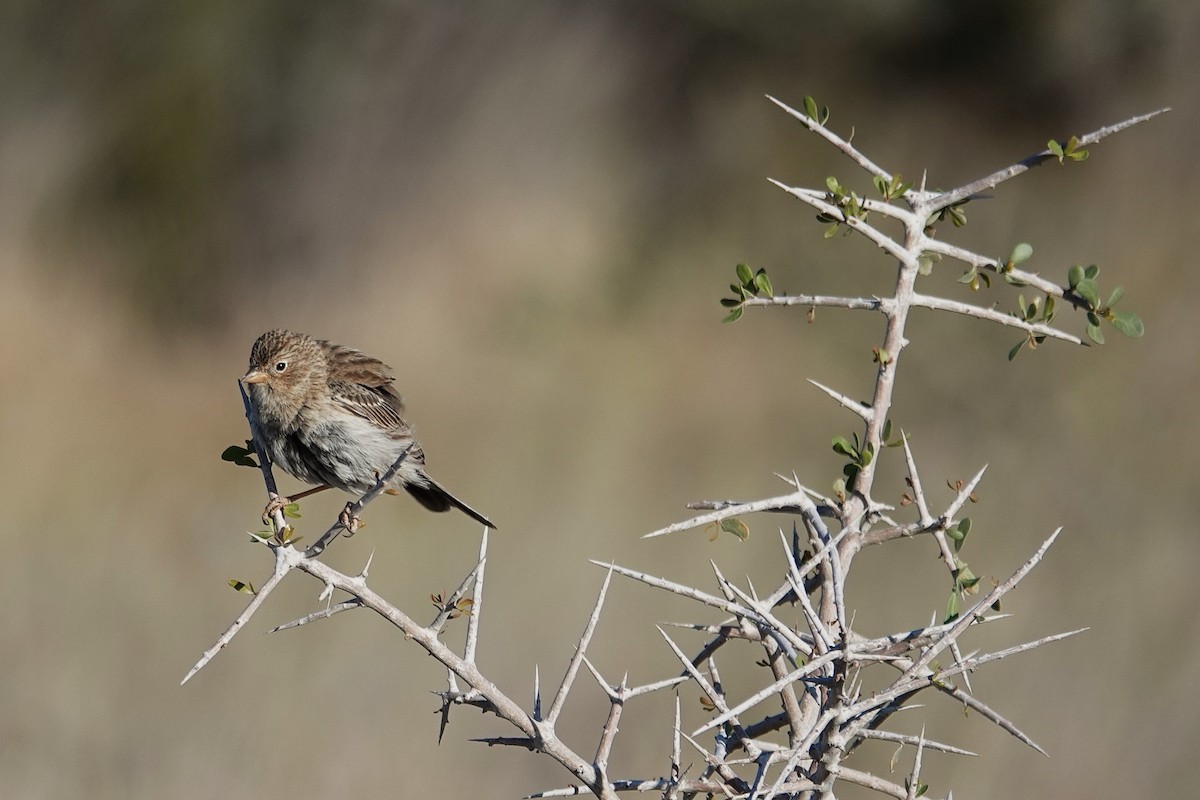 Carbonated Sierra Finch - ML642821048