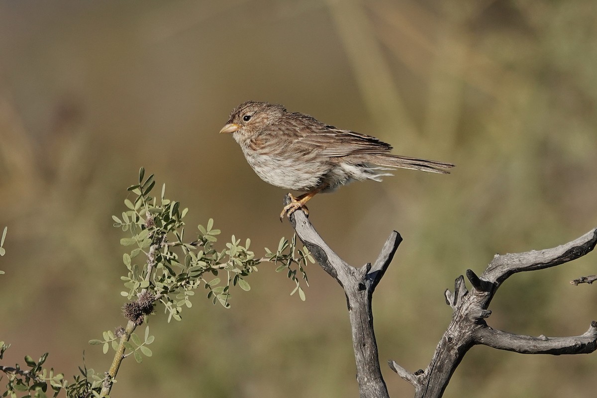 Carbonated Sierra Finch - ML642821049