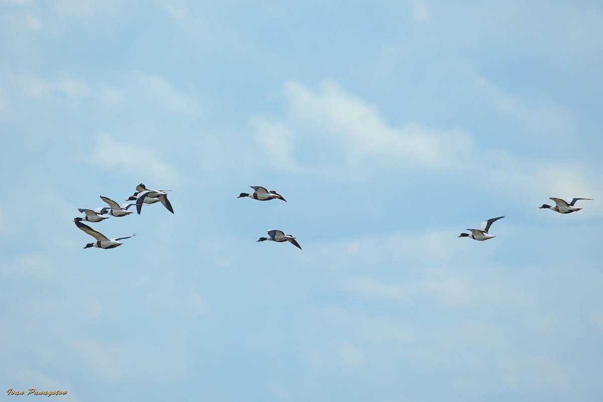 Common Shelduck - ML642821050