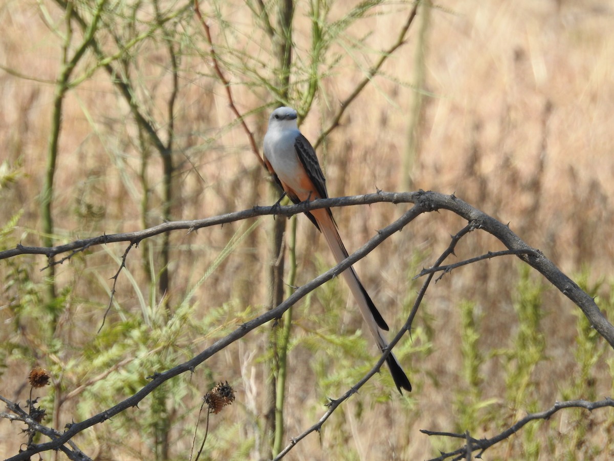 Scissor-tailed Flycatcher - ML642821052