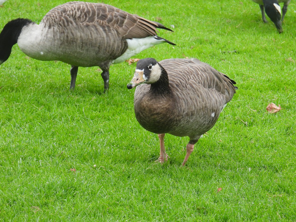 Graylag x Canada Goose (hybrid) - ML642821053