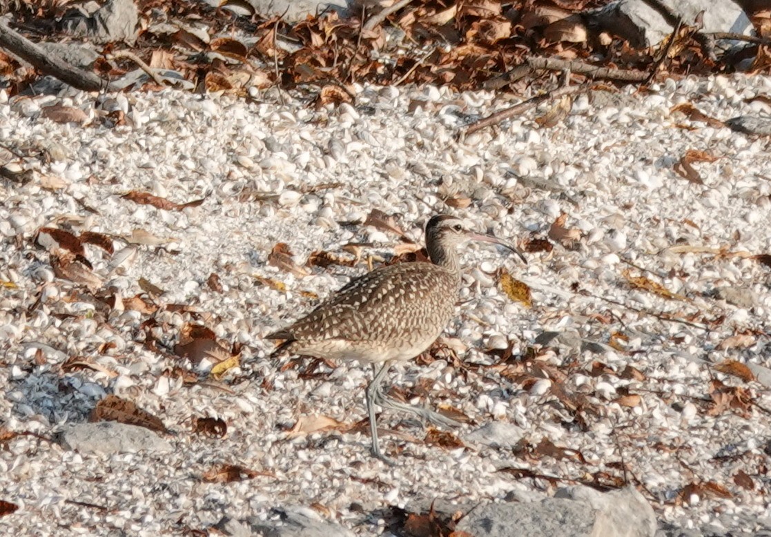 Whimbrel - ML642821055