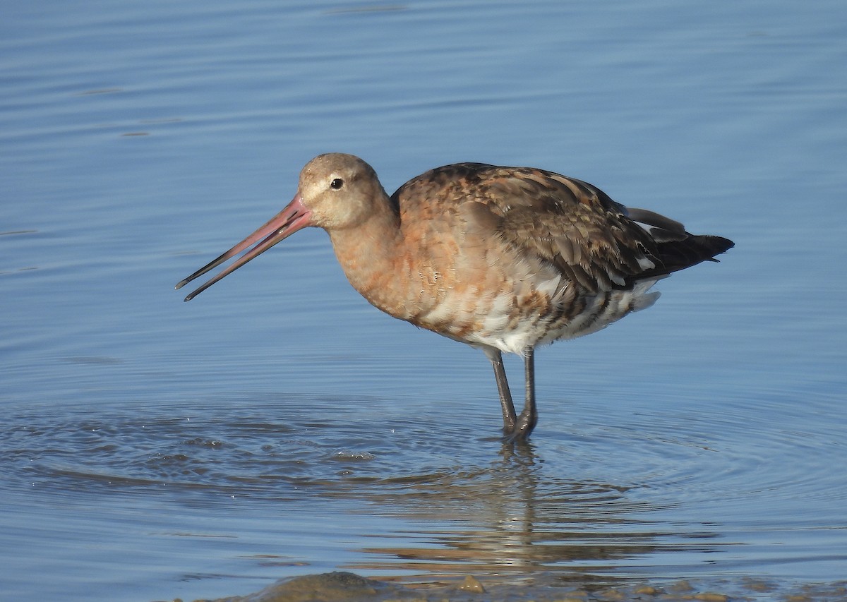 Black-tailed Godwit - ML642821056