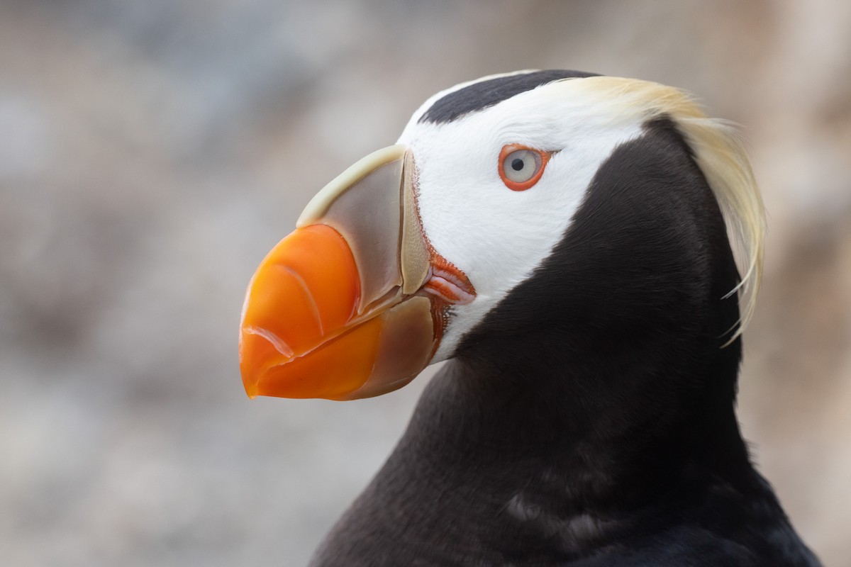 Tufted Puffin - ML642821057