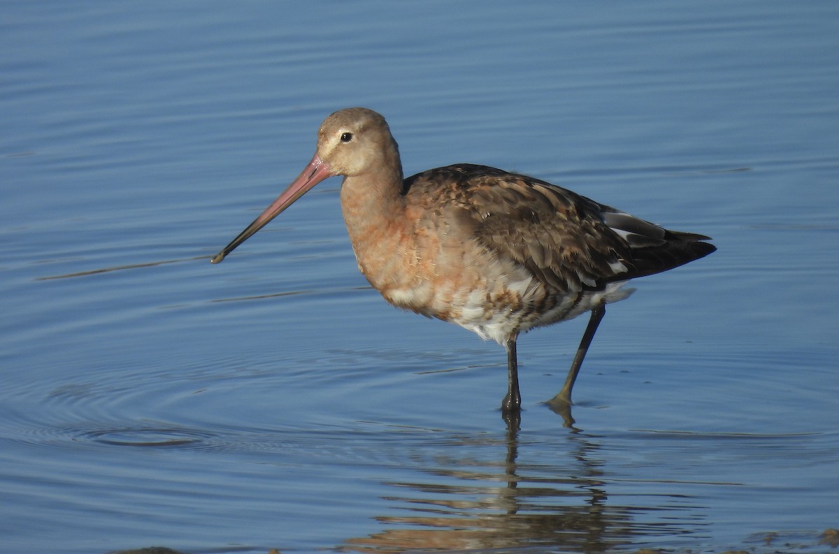 Black-tailed Godwit - ML642821058