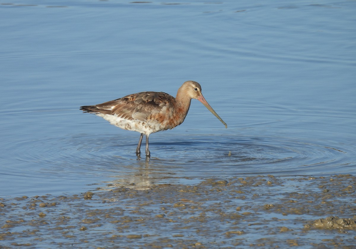 Black-tailed Godwit - ML642821059