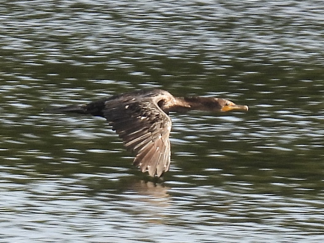 Cormorán Orejudo - ML642821061