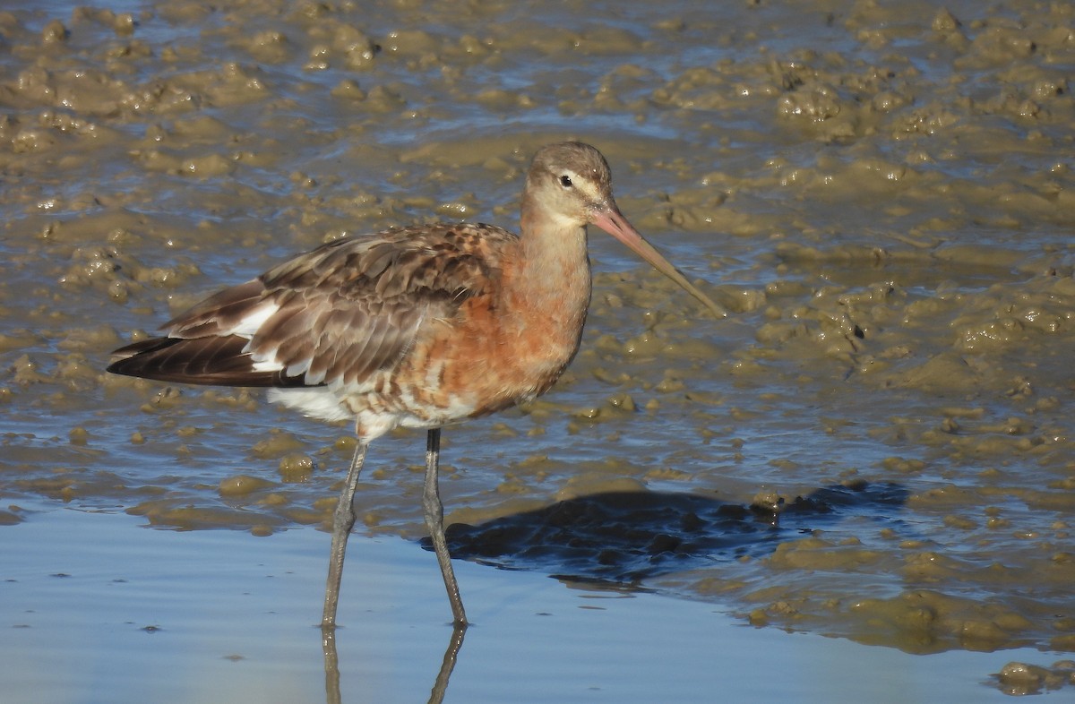 Black-tailed Godwit - ML642821062