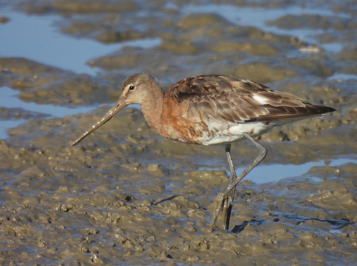 Black-tailed Godwit - ML642821063